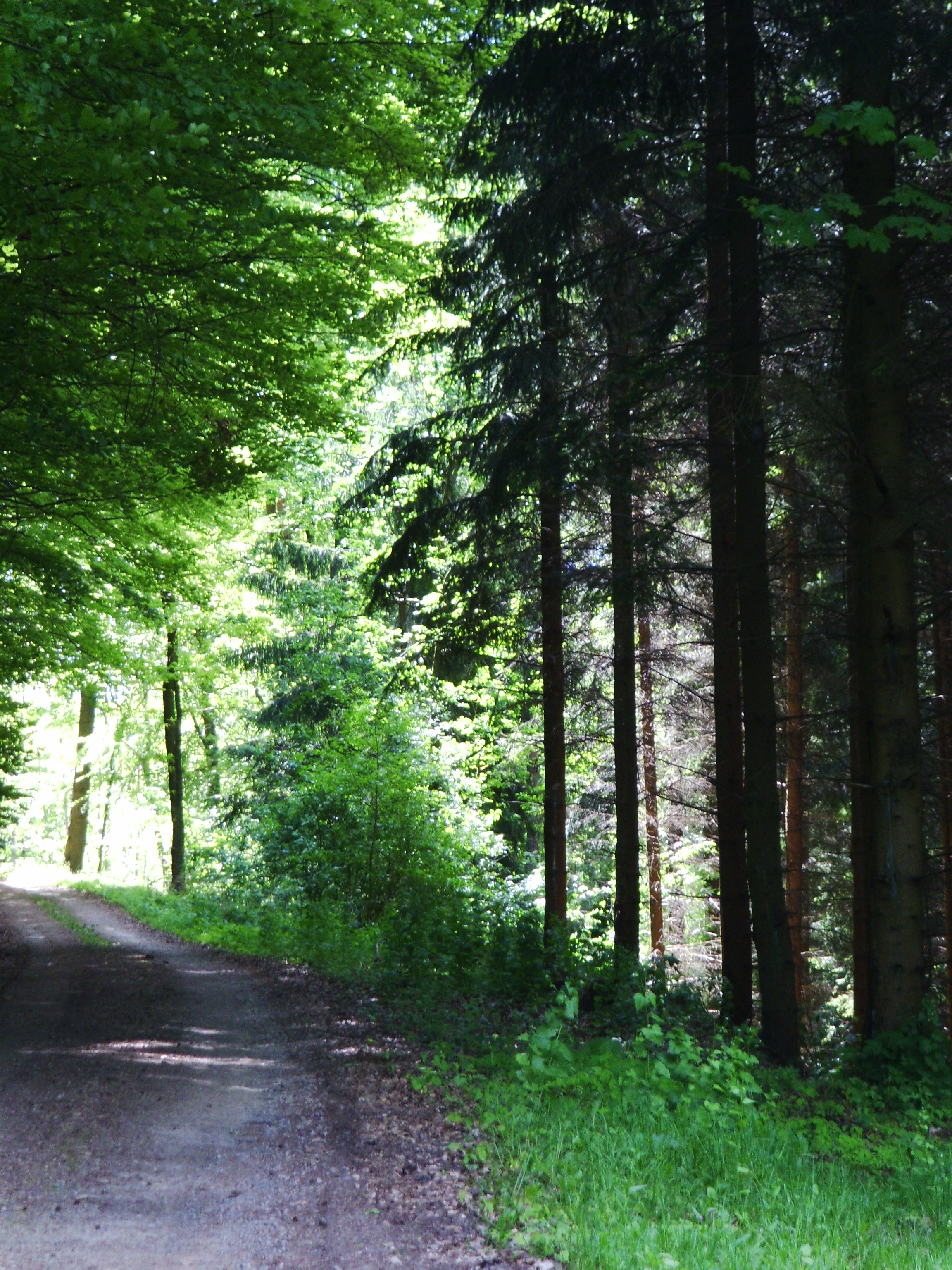 Der 'Waldkalender - aus Wald und Flur' ... Ausgabe Juni - mit Doris Schellhas